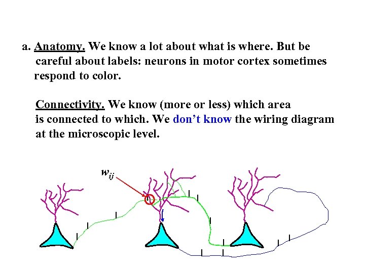 a. Anatomy. We know a lot about what is where. But be careful about