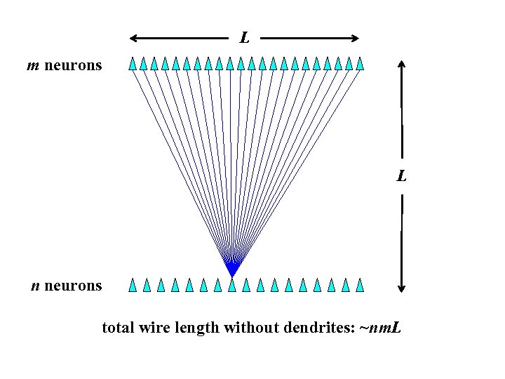 L m neurons L n neurons total wire length without dendrites: ~nm. L 