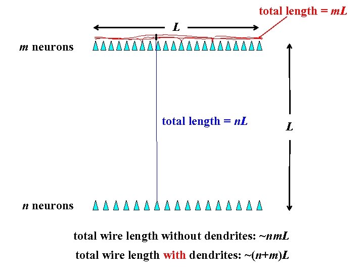 total length = m. L L m neurons total length = n. L L