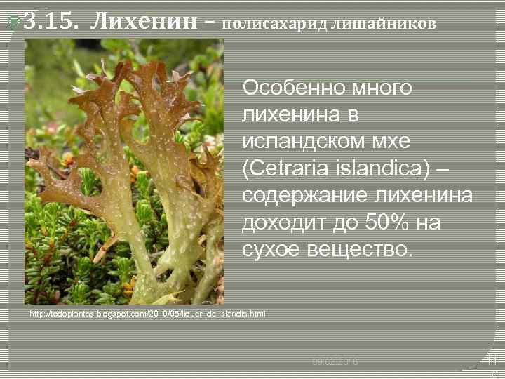  3. 15. Лихенин – полисахарид лишайников Особенно много лихенина в исландском мхе (Cetraria