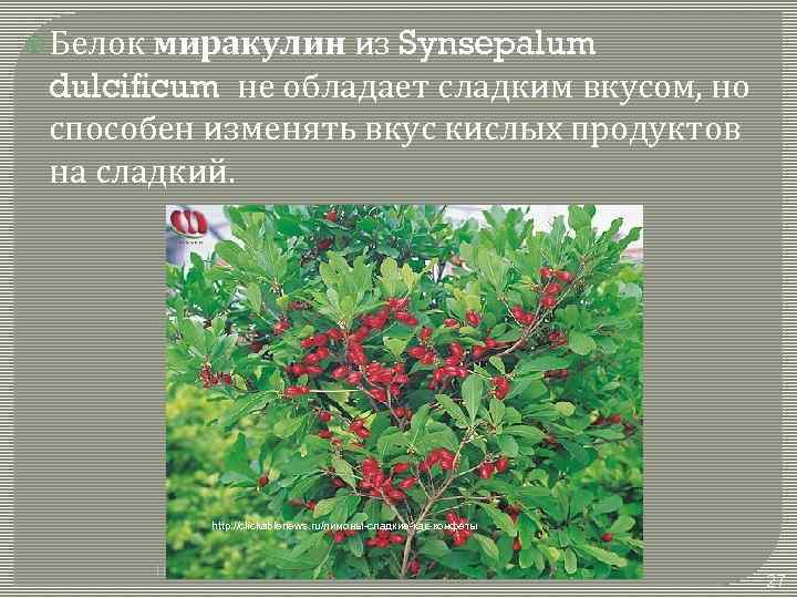  Белок миракулин из Synsepalum dulcificum не обладает сладким вкусом, но способен изменять вкус