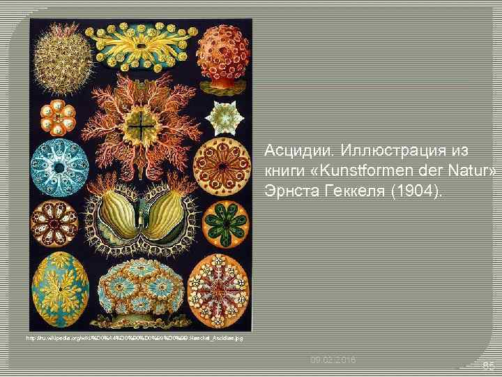 Асцидии. Иллюстрация из книги «Kunstformen der Natur» Эрнста Геккеля (1904). http: //ru. wikipedia. org/wiki/%D