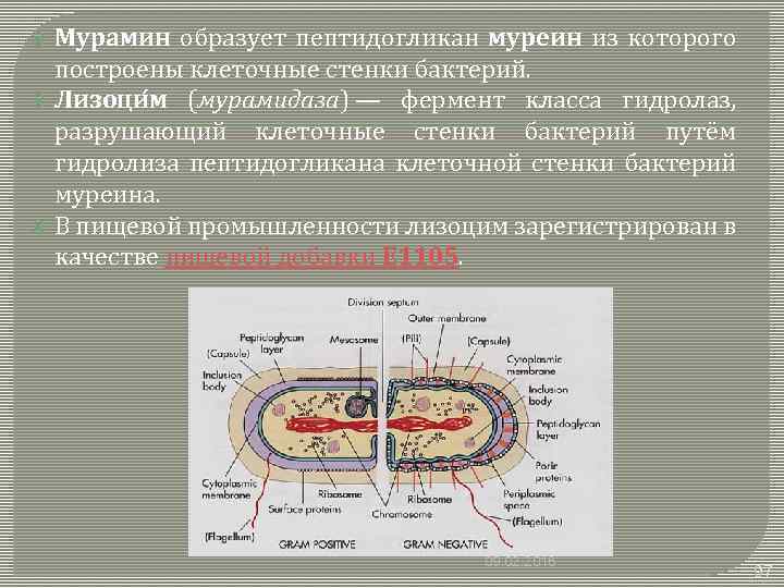 Разрушение клеточной стенки бактерий створаживание. Клеточная стенка бактерий. Муреиновая клеточная стенка у бактерий. Строение клеточной стенки муреин. Клеточная стенка у бактерий образована.