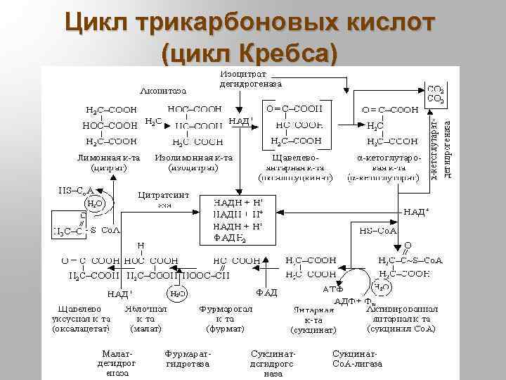Цикл трикарбоновых кислот (цикл Кребса) 