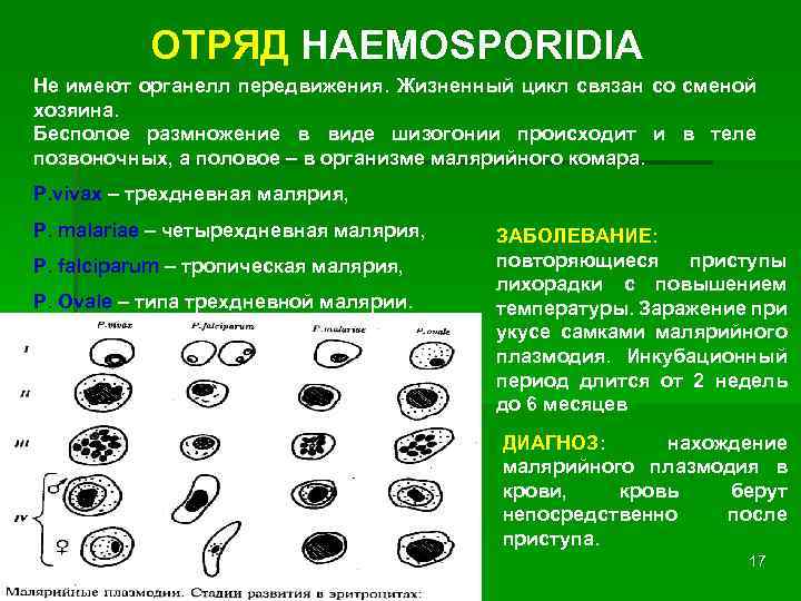 Органеллы передвижения. Гемоспоридии цикл развития. Отряд гемоспоридии. Жизненный цикл гемоспоридии схема. Гемоспоридии строение.