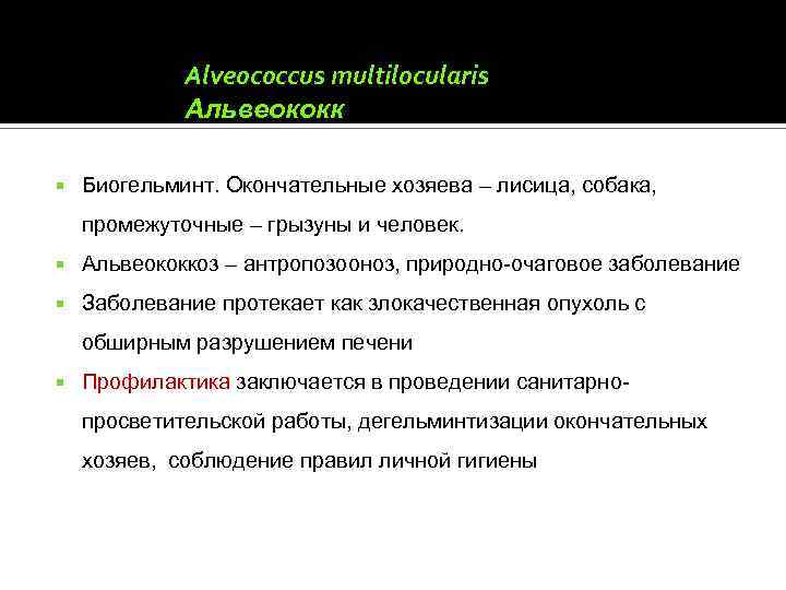 Alveococcus multilocularis Альвеококк Биогельминт. Окончательные хозяева – лисица, собака, промежуточные – грызуны и человек.