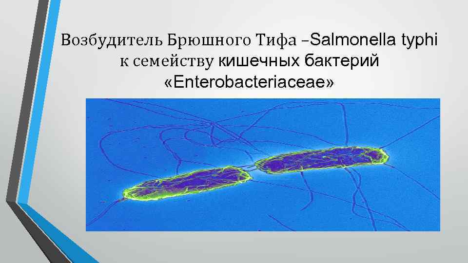 Возбудитель Брюшного Тифа –Salmonella typhi к семейству кишечных бактерий «Enterobacteriaceae» 