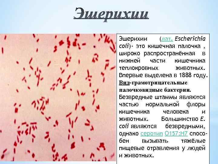 Эшерихии (лат. Escherichia coli)- это кишечная палочка , широко распространённая в нижней части кишечника