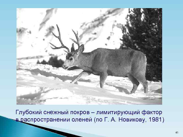 Глубокий снежный покров – лимитирующий фактор в распространении оленей (по Г. А. Новикову, 1981)