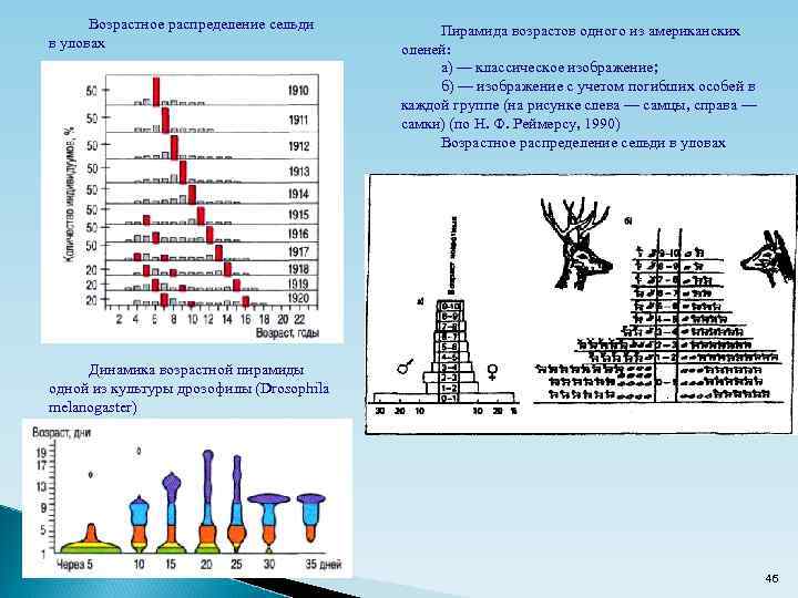 Возрастное распределение сельди в уловах Пирамида возрастов одного из американских оленей: а) — классическое