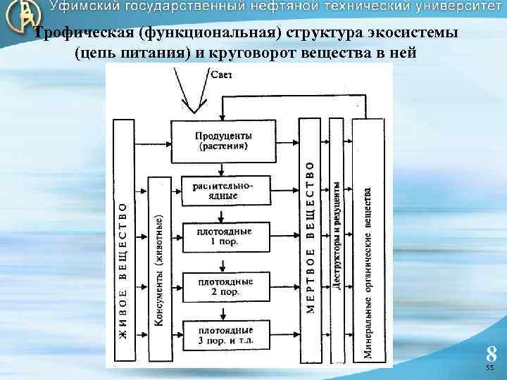 Трофическая (функциональная) структура экосистемы (цепь питания) и круговорот вещества в ней 55 8 55