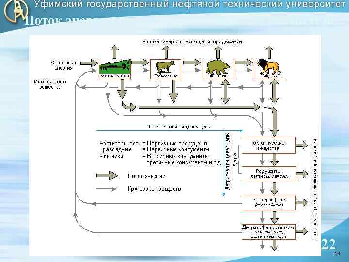 Поток энергии и круговорот веществ в экосистеме 22 64 64 