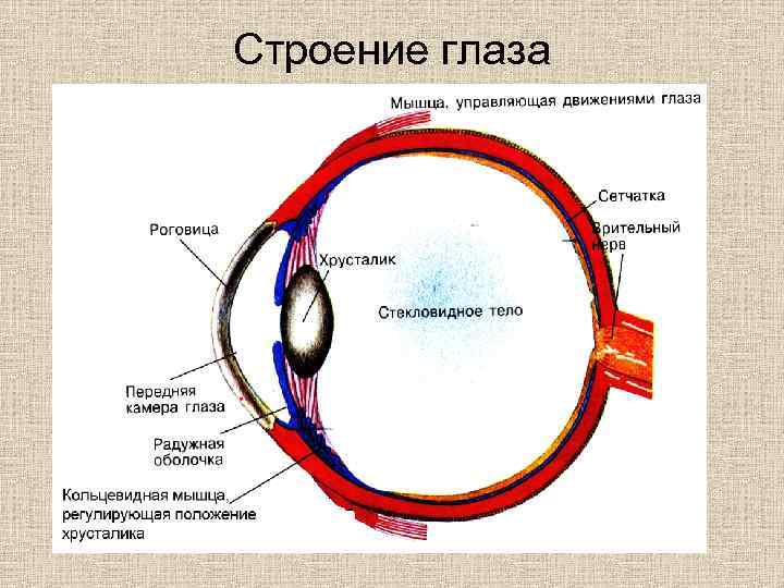 Зрительный анализатор строение глаза