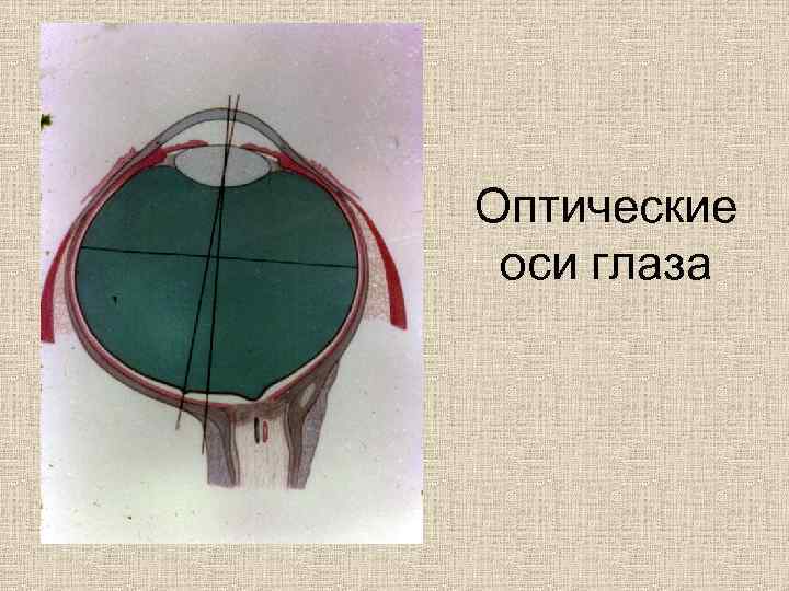 Оптические оси глаза 