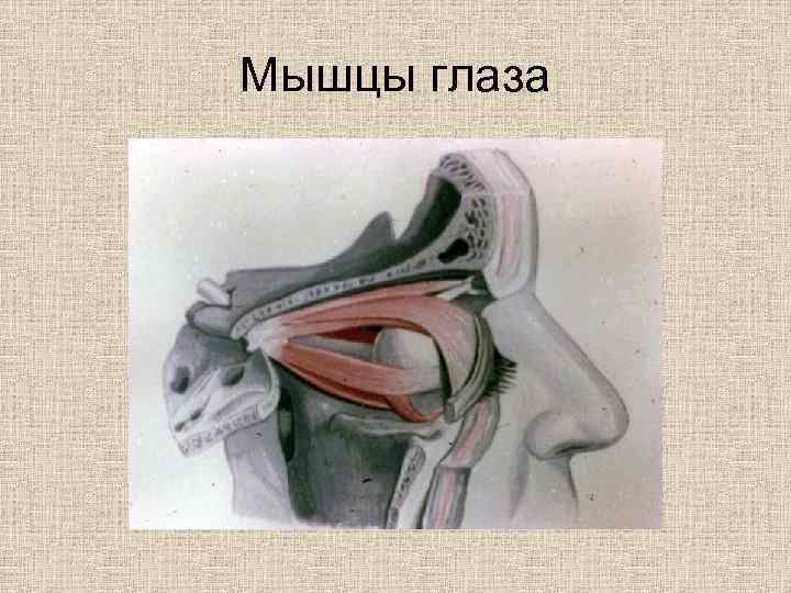 Мышцы глаза 