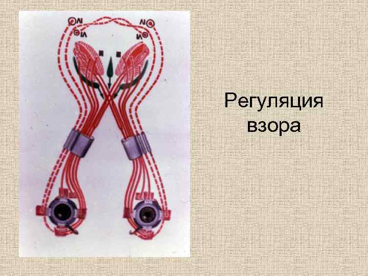 Регуляция взора 