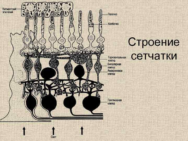 Схема строения нейронного строения сетчатки