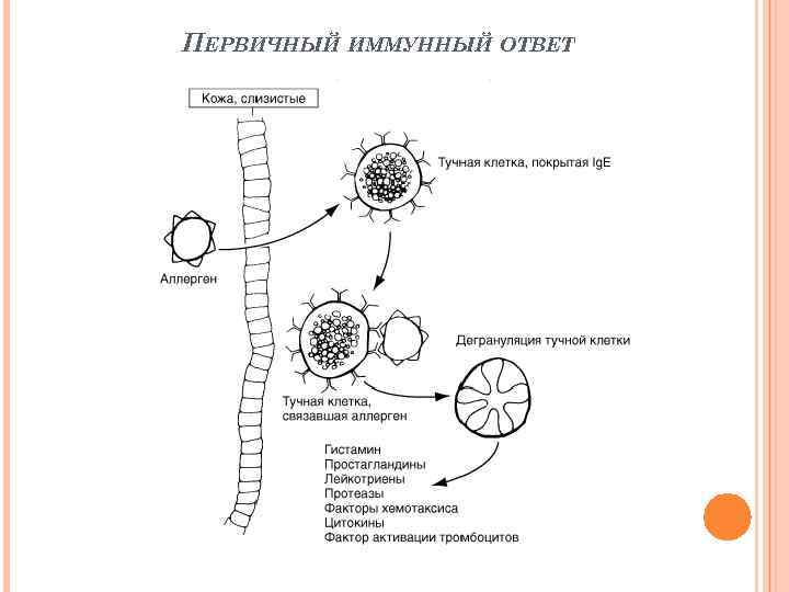 ПЕРВИЧНЫЙ ИММУННЫЙ ОТВЕТ 