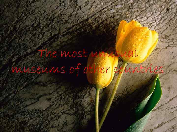 The most unusual museums of other countries 
