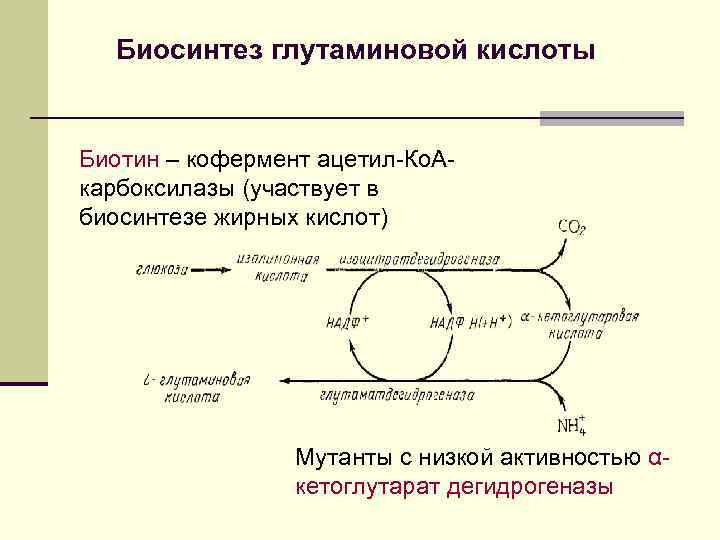 Биосинтез глутаминовой кислоты Биотин – кофермент ацетил-Ко. Акарбоксилазы (участвует в биосинтезе жирных кислот) Мутанты