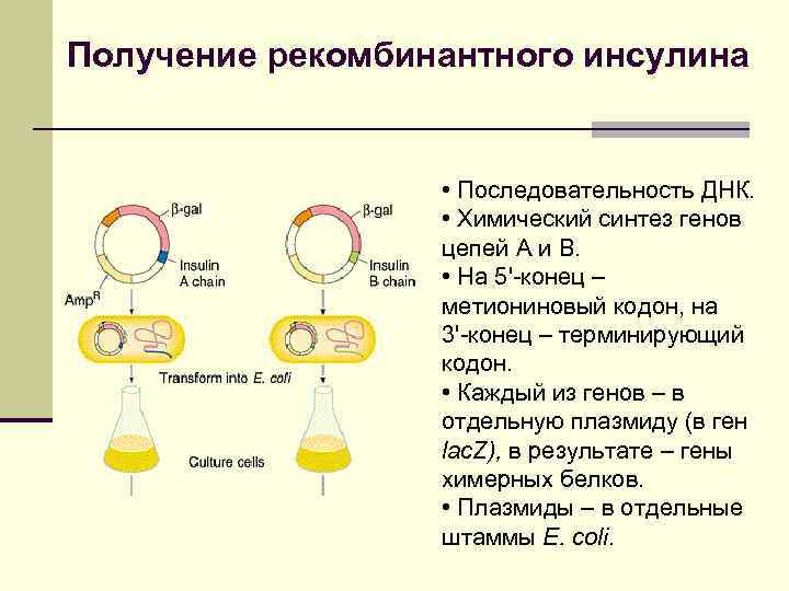 Современная технология получения рекомбинантного инсулина презентация