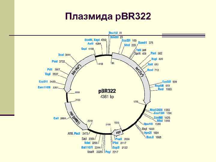 Элементы плазмид