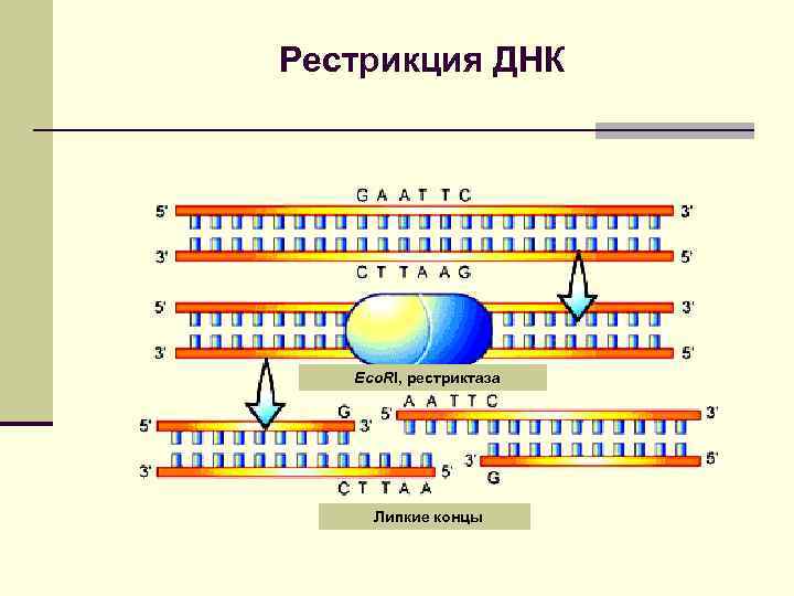 Днк проект