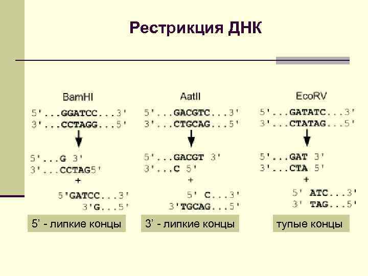 Генетическая система