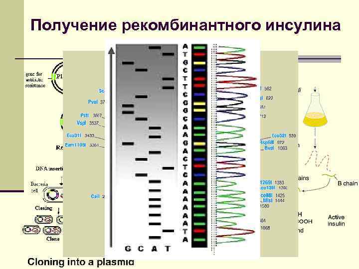 Получение рекомбинантного инсулина 