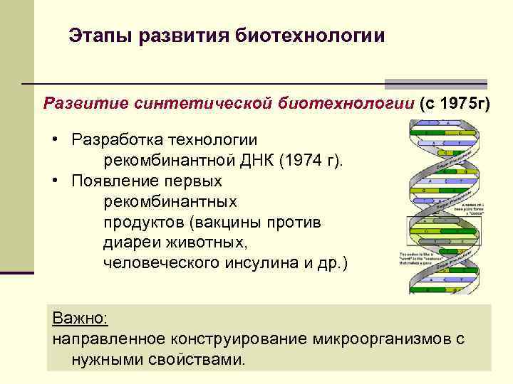 Этапы развития биотехнологии Развитие синтетической биотехнологии (с 1975 г) • Разработка технологии рекомбинантной ДНК