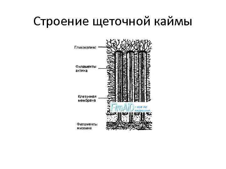 Строение щеточной каймы 