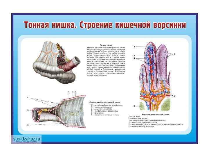 Тонкий кишечник строение анатомия человека фото