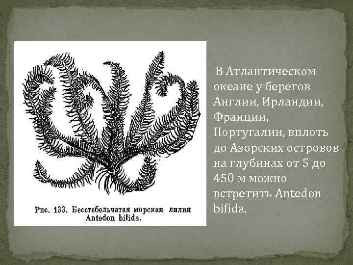  В Атлантическом океане у берегов Англии, Ирландии, Франции, Португалии, вплоть до Азорских островов