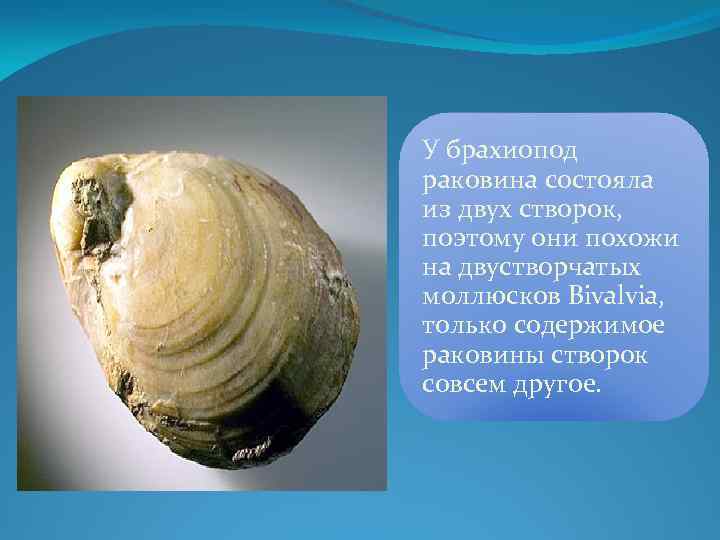 У брахиопод раковина состояла из двух створок, поэтому они похожи на двустворчатых моллюсков Bivalvia,