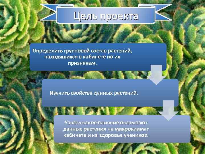 Цель проекта Определить групповой состав растений, находящихся в кабинете по их признакам. Изучить свойства