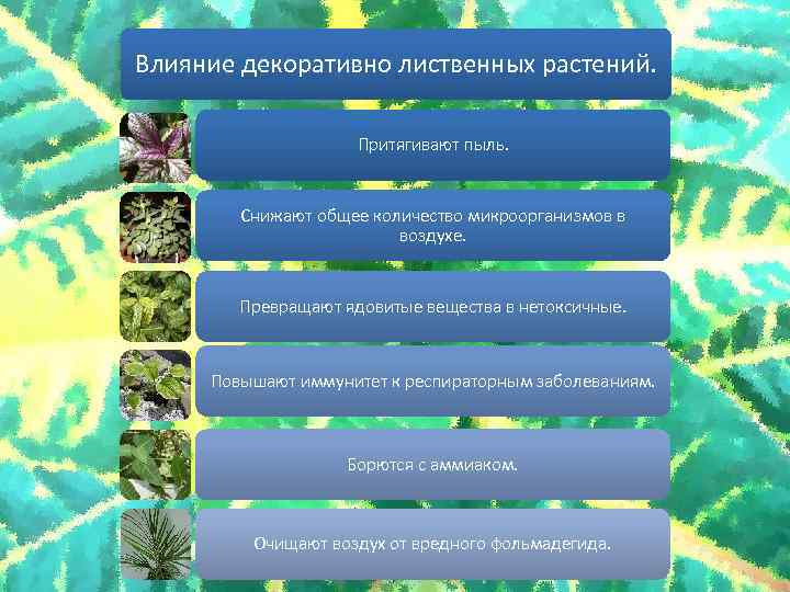 Влияние декоративно лиственных растений. Притягивают пыль. Снижают общее количество микроорганизмов в воздухе. Превращают ядовитые