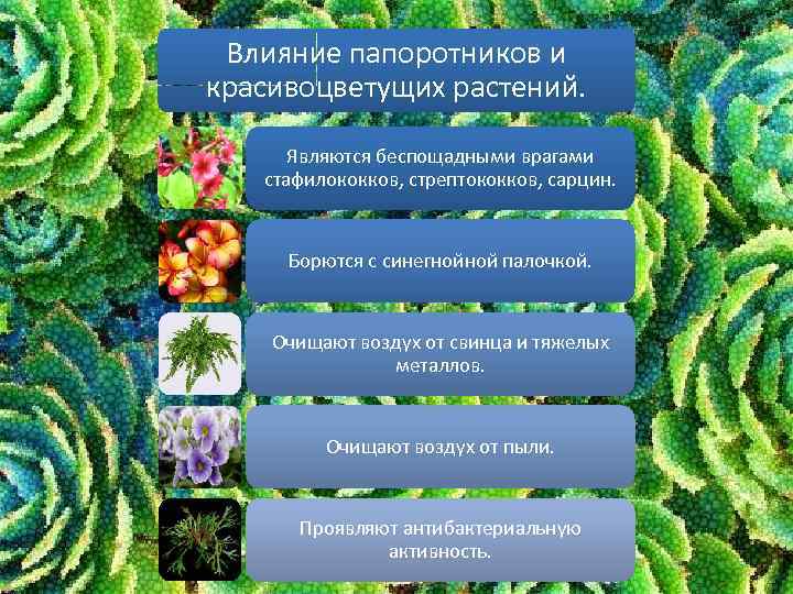 Влияние папоротников и красивоцветущих растений. Являются беспощадными врагами стафилококков, стрептококков, сарцин. Борются с синегнойной