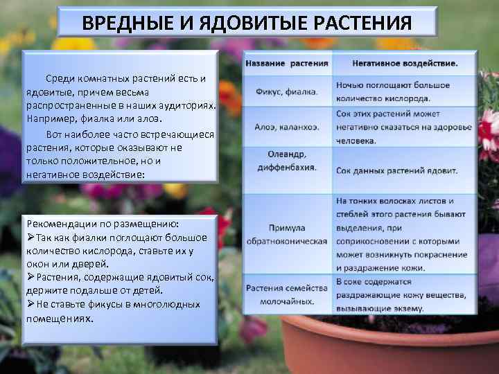 ВРЕДНЫЕ И ЯДОВИТЫЕ РАСТЕНИЯ Среди комнатных растений есть и ядовитые, причем весьма распространенные в