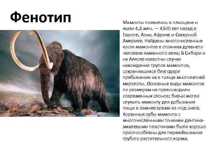 Где жили мамонты. Описание мамонта. Факты о мамонтах. Сообщение о мамонте. Характеристика мамонта.