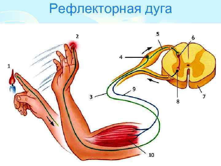 Соматический безусловный рефлекс отдергивания руки от горячего предмета рисунок 78