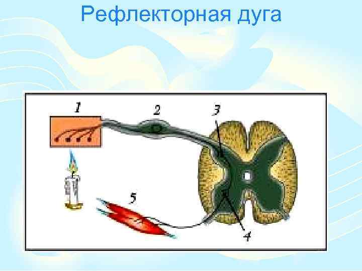 Схема рефлекторной дуги отдергивания руки от горячего предмета