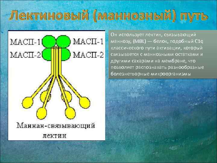 Лектиновый (маннозный) путь Он использует лектин, связывающий маннозу, (MBL) — белок, подобный C 1