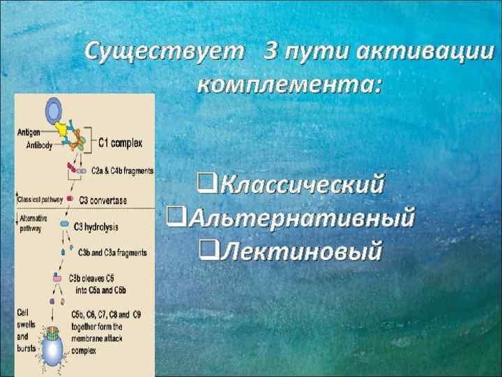 Существует 3 пути активации комплемента: q. Классический q. Альтернативный q. Лектиновый 