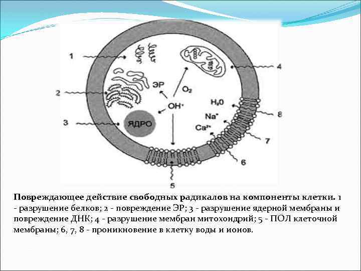 Свободное действие. Повреждающее действие свободных радикалов на компоненты клетки. Белковые (протеиновые) механизмы повреждения клетки. Повреждение свободными радикалами это. Свободное окисление схема.