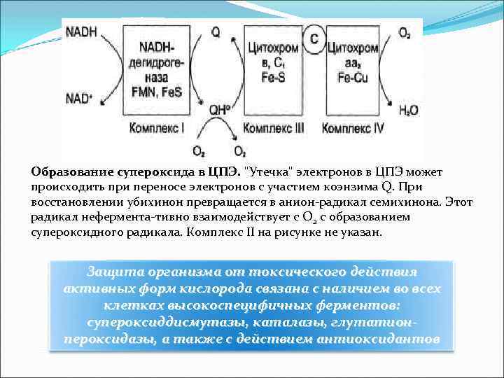 Схема цпэ для изоцитрата