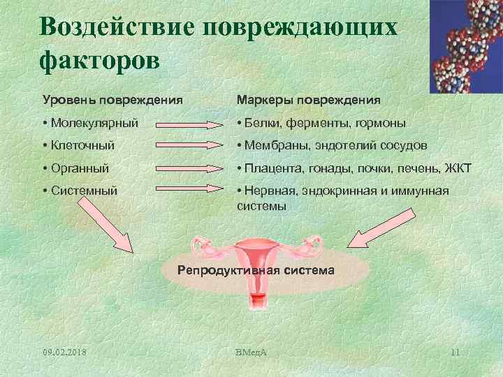 Воздействие повреждающих факторов Уровень повреждения Маркеры повреждения • Молекулярный • Белки, ферменты, гормоны •