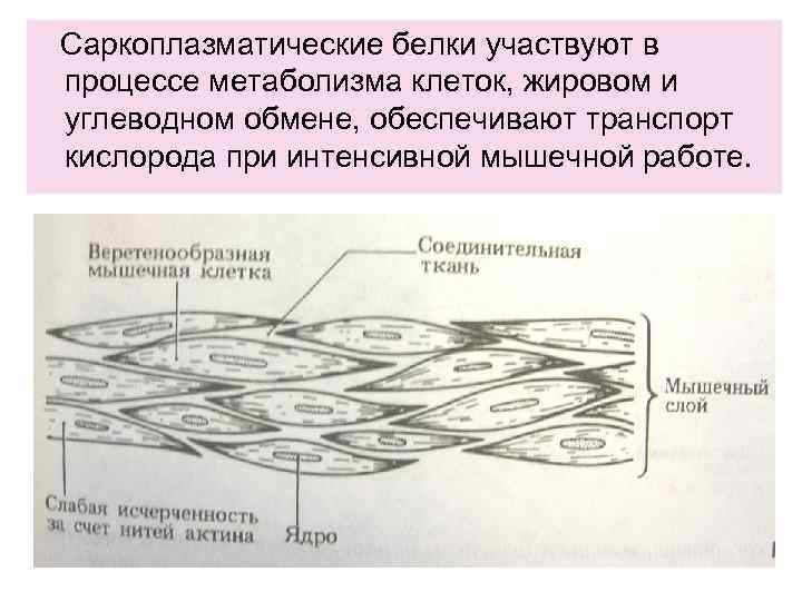 Саркоплазматические белки участвуют в процессе метаболизма клеток, жировом и углеводном обмене, обеспечивают транспорт кислорода