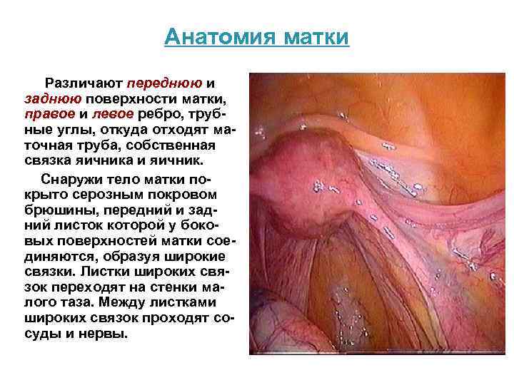 Анатомия матки Различают переднюю и заднюю поверхности матки, правое и левое ребро, трубные углы,