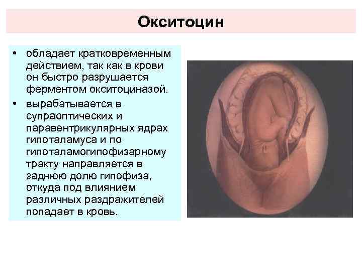 Окситоцин • обладает кратковременным действием, так как в крови он быстро разрушается ферментом окситоциназой.