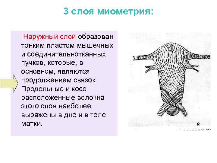 3 слоя миометрия: Наружный слой образован тонким пластом мышечных и соединительнотканных пучков, которые, в